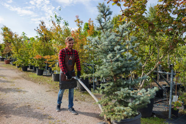 Best Tree Mulching  in Apple Valley, OH